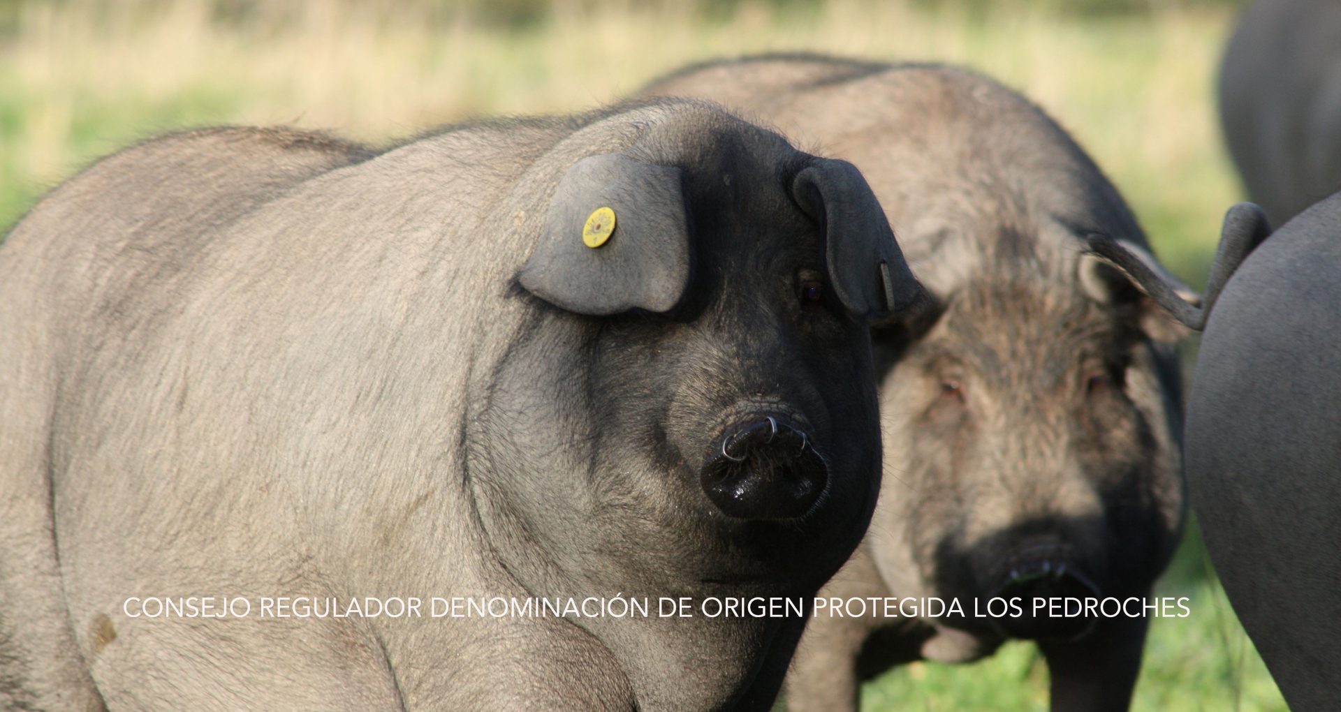 CERDO DOP LOS PEDROCHES