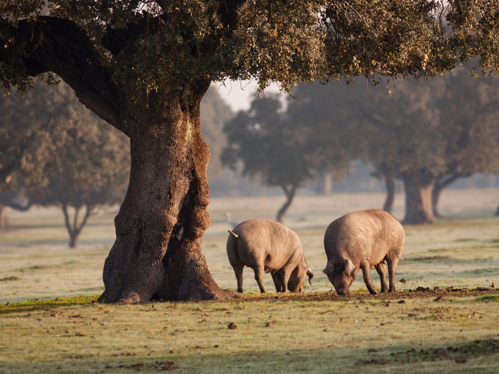 Cerdos ibericos comiendo bellota debajo de una encina